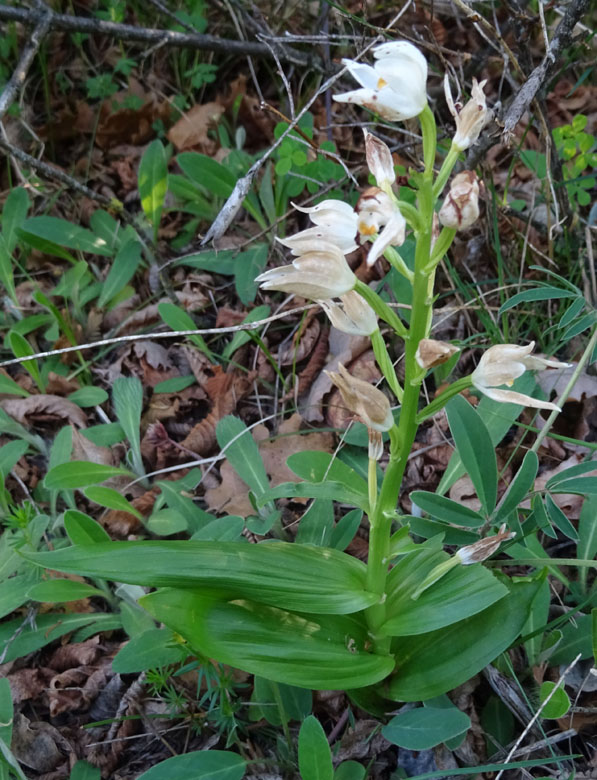 Cephalanthera longifolia e damasonium